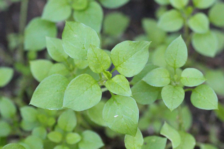 Common Chickweed identification: macro photo of smooth green leaves and stems of a typical North Texas lawn weed.