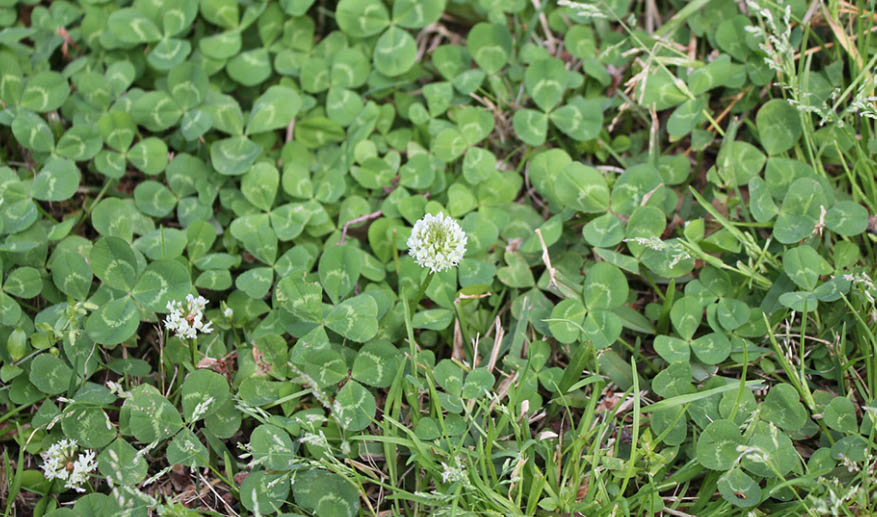 White Clover identification in Texas: close-up of clover leaves and flowers invading a green suburban lawn.