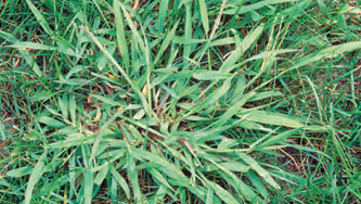 Identifying Crabgrass in North Texas lawns: macro shot of the prostrate spreading habit of this common summer annual weed.