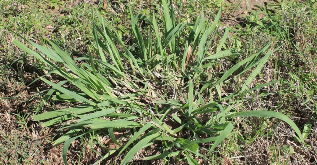 Dallisgrass identification in Texas: a close-up of the bunching growth habit and coarse texture of a common perennial grassy weed.