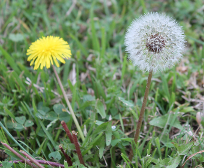 Dandelion life cycle in a North Texas lawn: showing the yellow flower stage and the white seed dispersal stage for weed identification.