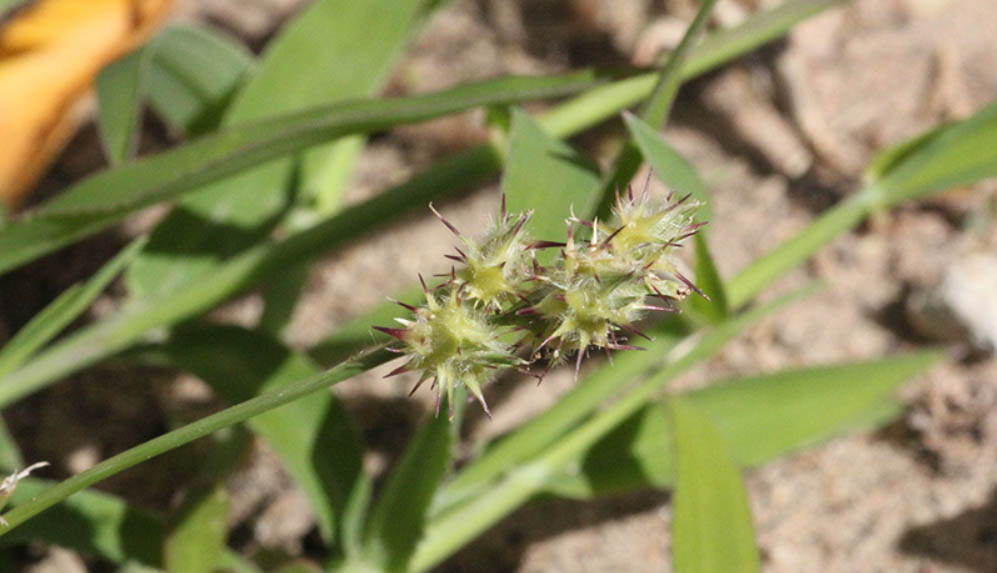 Grassbur identification in North Texas: a detailed view of the painful, spiky burrs that commonly plague DFW lawns.