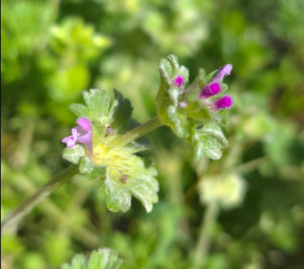 Identifying Henbit in North Texas: a detailed view of its purple tubular flowers and rounded, hairy leaves growing in a residential yard.