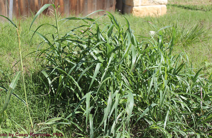 How to identify Johnsongrass: a photo of the tall, invasive grassy weed that can quickly take over Texas turf.