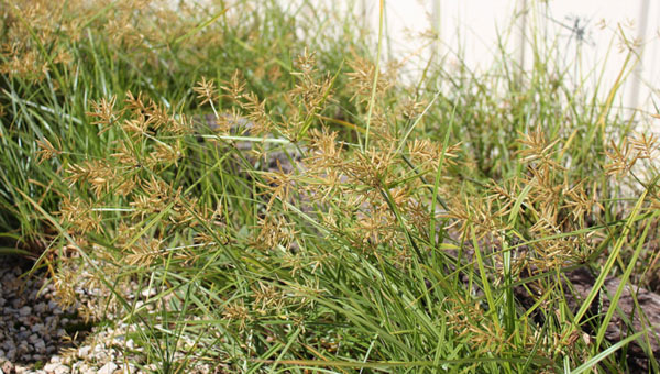 Nutsedge identification in North Texas: showing the unique yellowish seed heads of a common summer weed that thrives in wet DFW soil.