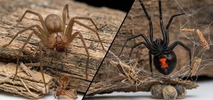 The Venomous Spiders in Texas: Brown Recluse & Black Widow