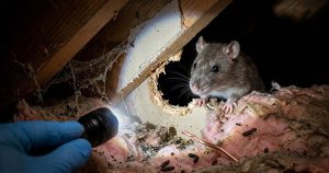 A high-definition macroscopic photograph capturing a detailed mouse looking out of a chewed entry point on pink fiberglass attic insulation. A bright, cool LED flashlight cone isolates the scene against a background of pure black void. The depth of field is exceptionally shallow, with the rodent, the jagged hole, the whiskers, and a single stripped electrical wire critically sharp and perfectly lit, illustrating the invisible enemy, the violation, and the fire hazard risks.
