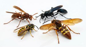 A high-detail macro photograph featuring a cluster of four distinct adult wasps against a white background, demonstrating visual variety. Includes a slender Paper Wasp, a stocky banded Yellow Jacket, a solid black Mud Dauber, and a massive Cicada Killer Wasp. This cluster highlights key differences in size, color, and body shape.