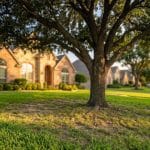 Thinning grass under a mature shade tree_a common challenge when trying to get a great lawn in North Texas
